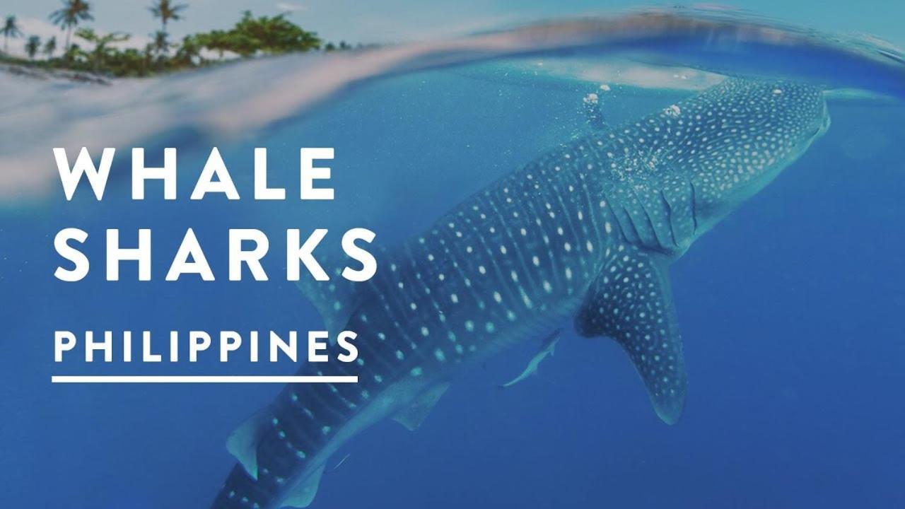 Saekyung Village One Lapu-Lapu City Eksteriør billede